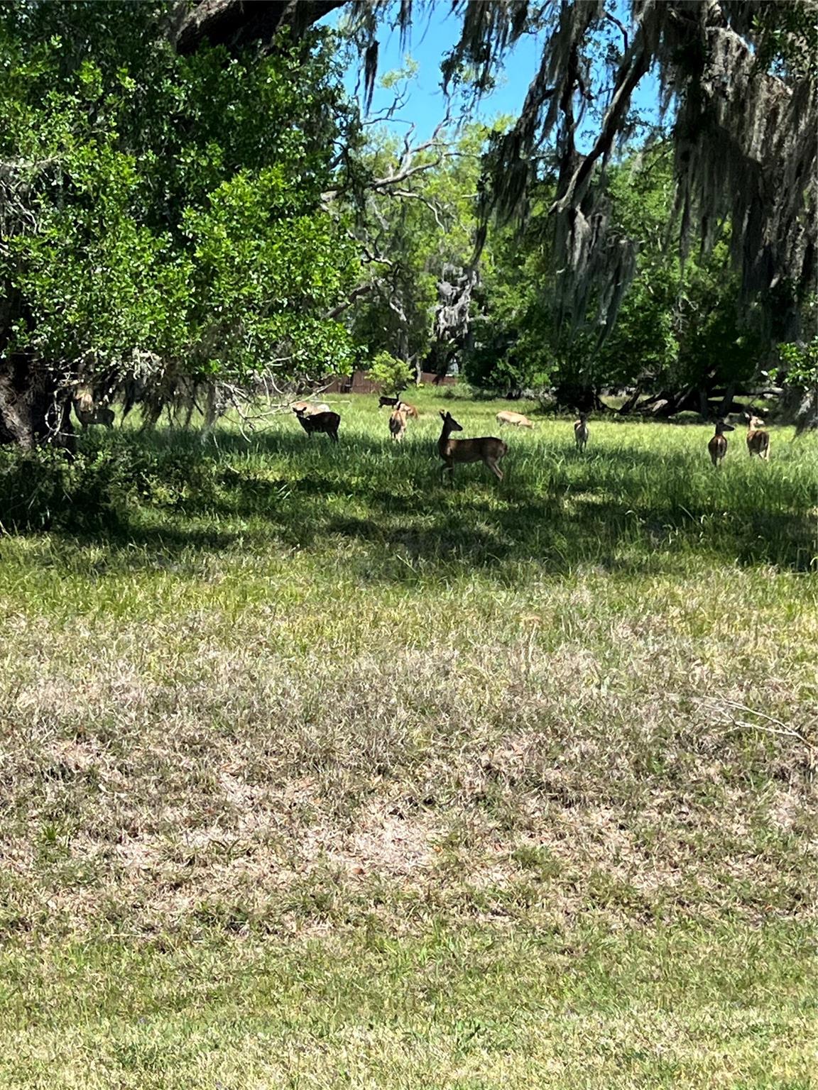 131 Hidden Horse Trail