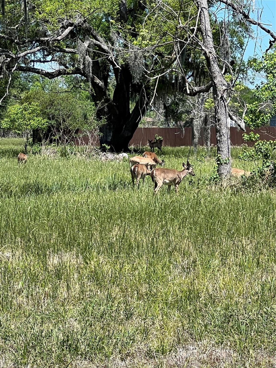 131 Hidden Horse Trail