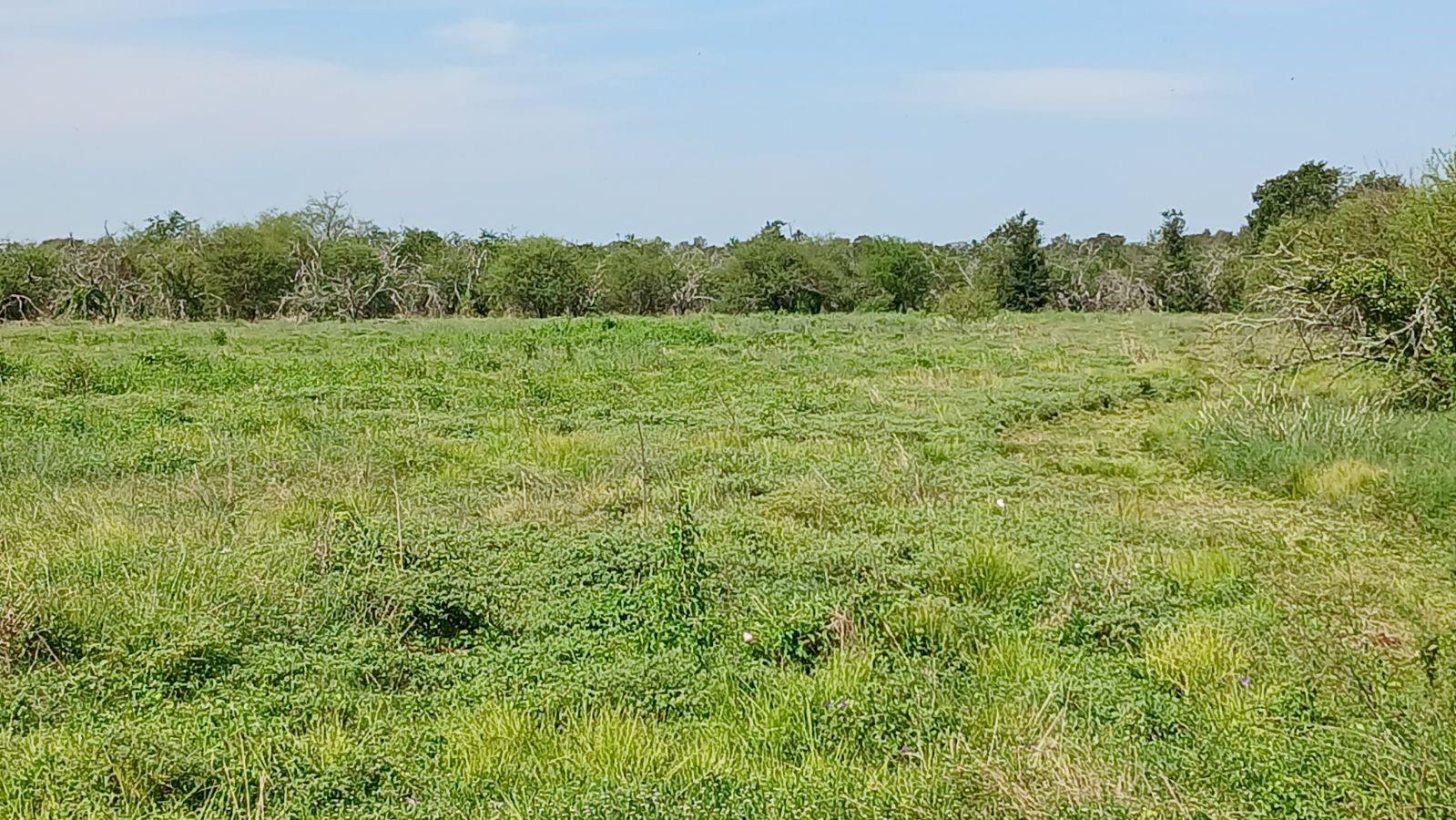 5025, 5027, 5029 Skinner Lane