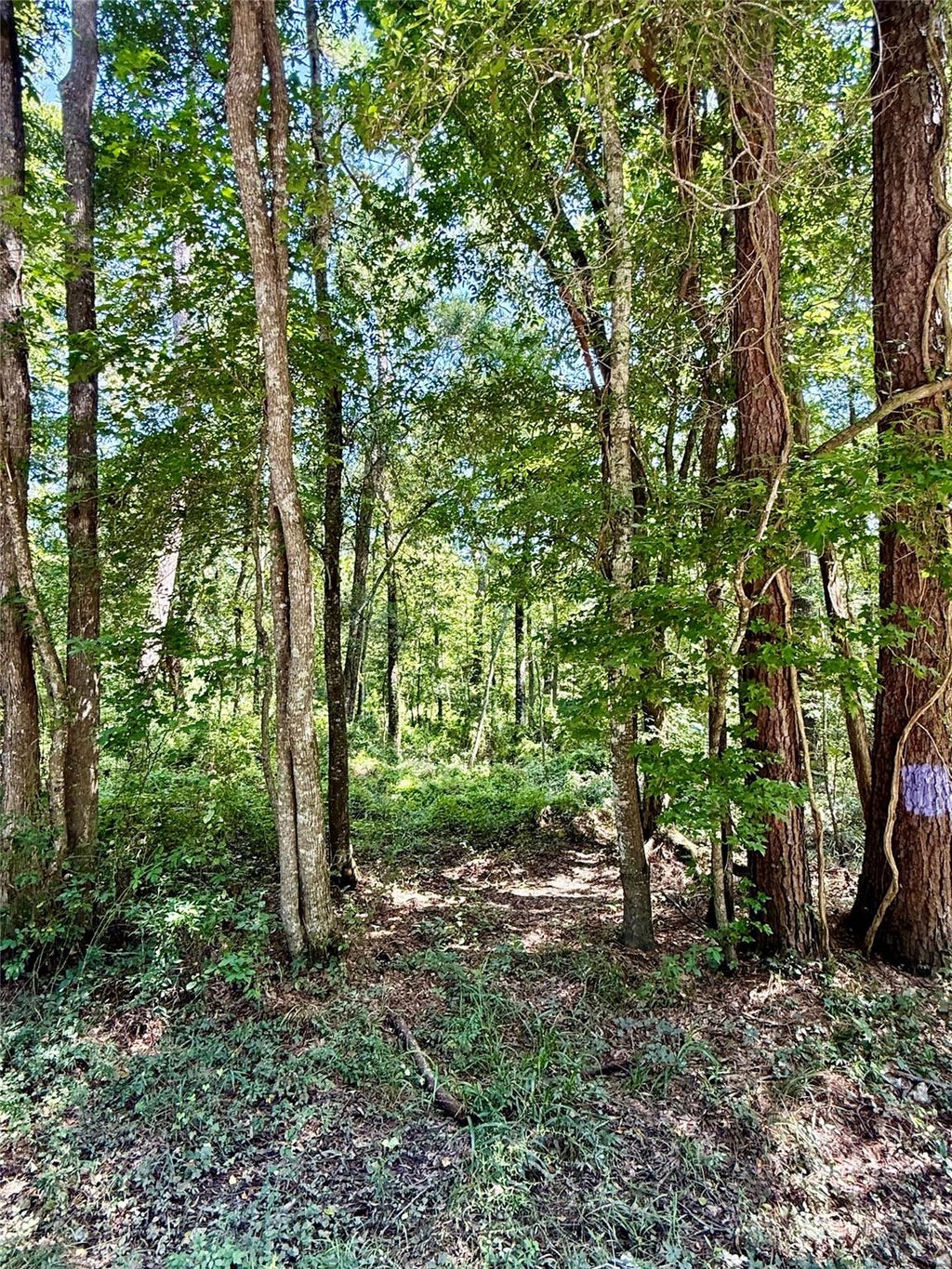 Photo of 5 Rolling Hills Drive, Porter, TX 77365 (MLS # 96083446)