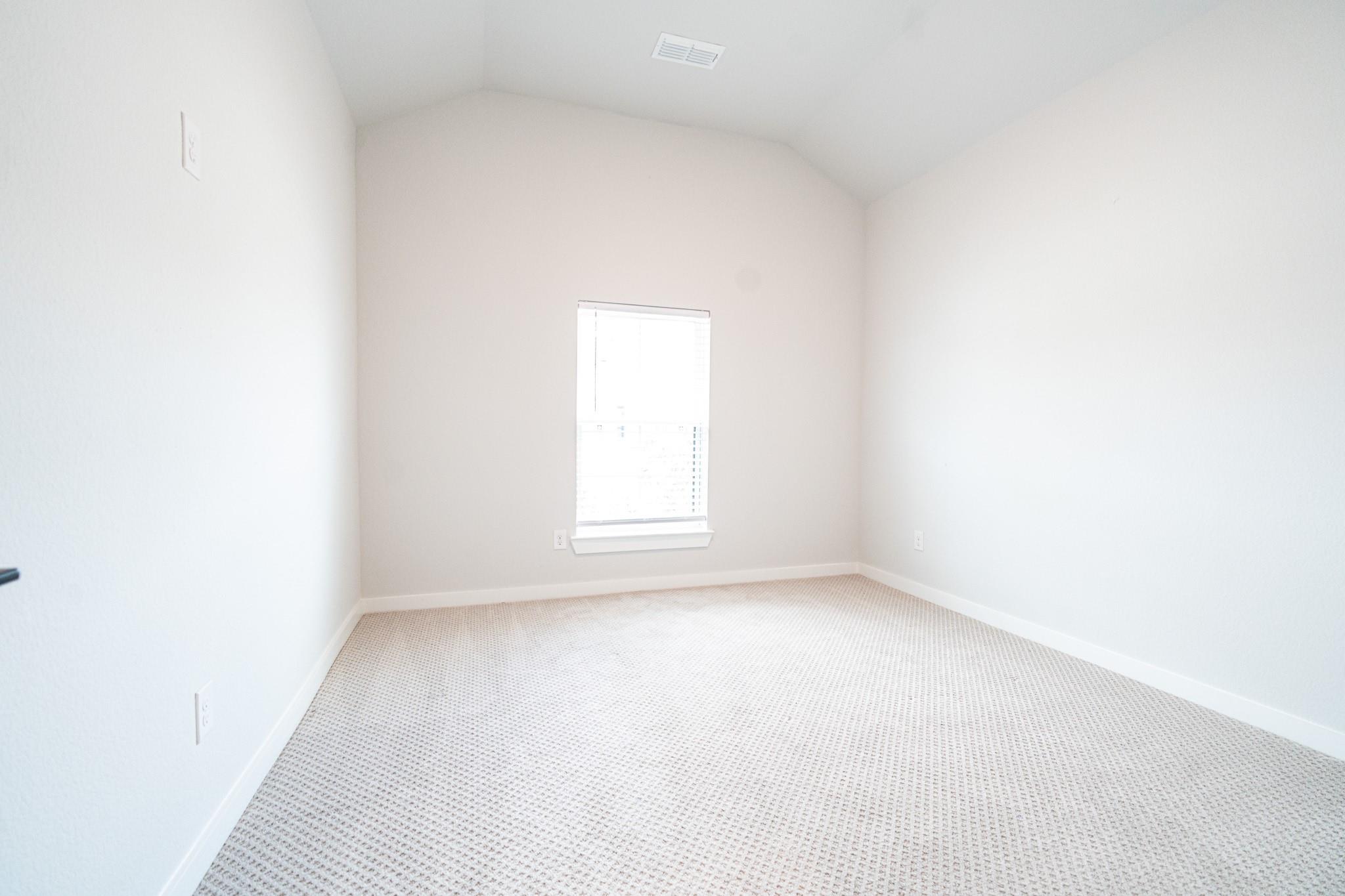 24819 Yellow Spruce