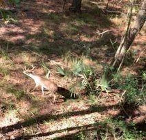 Photo of TBD Boars Head, Magnolia, TX 77356 (MLS # 32937686)