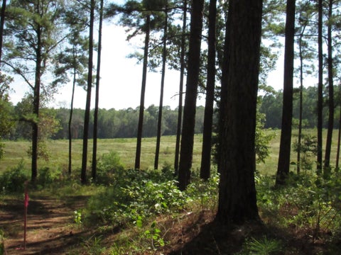Photo of 10 Fm 256 N, Woodville, TX 75979 (MLS # 31658820)