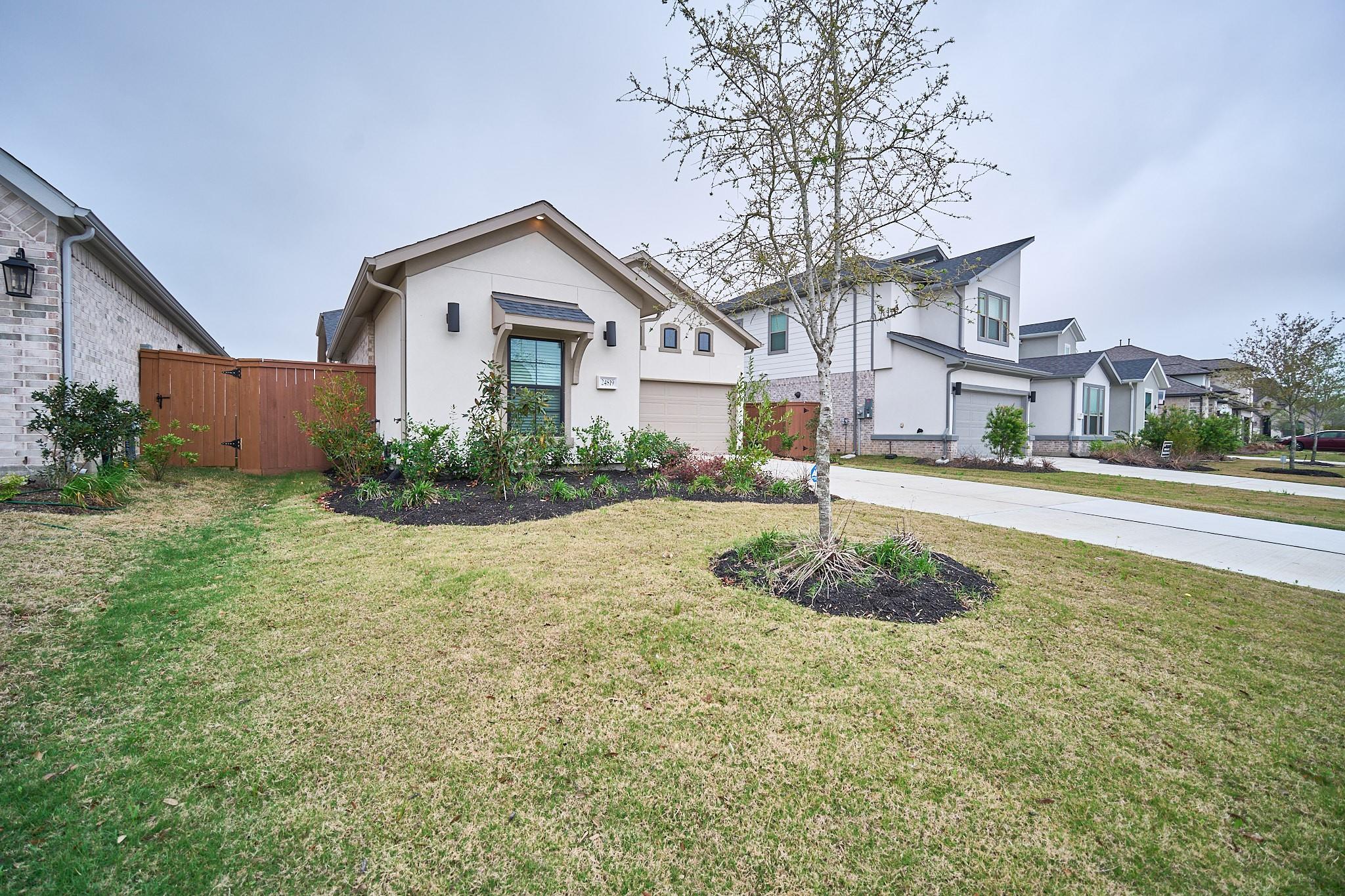 24819 Yellow Spruce