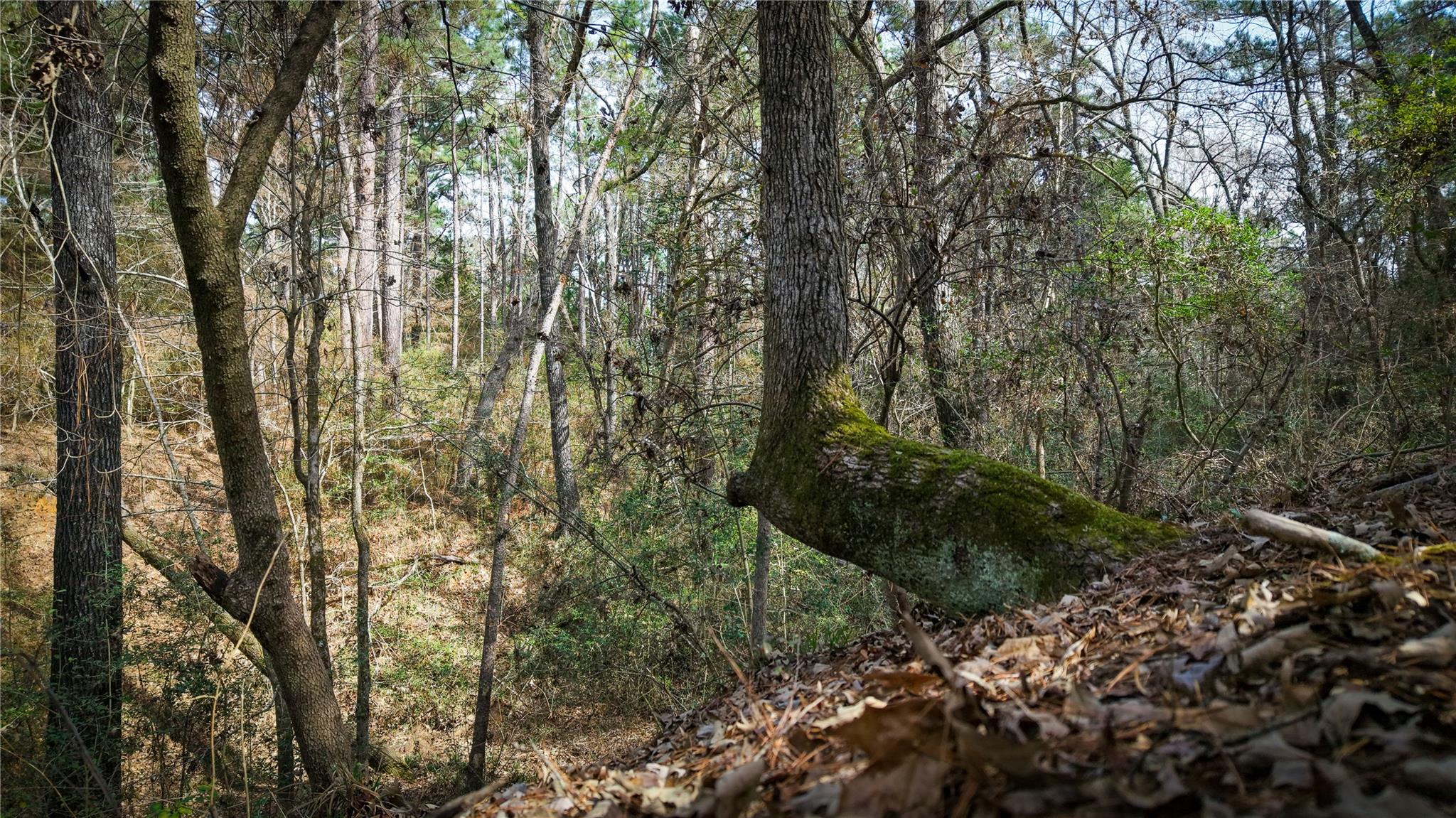 (39.15 acres) 12868 County Road 122