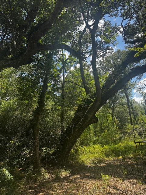 Vacant Land For Sale - 7800 A Brazos River Road<br/> Damon, TX 77430