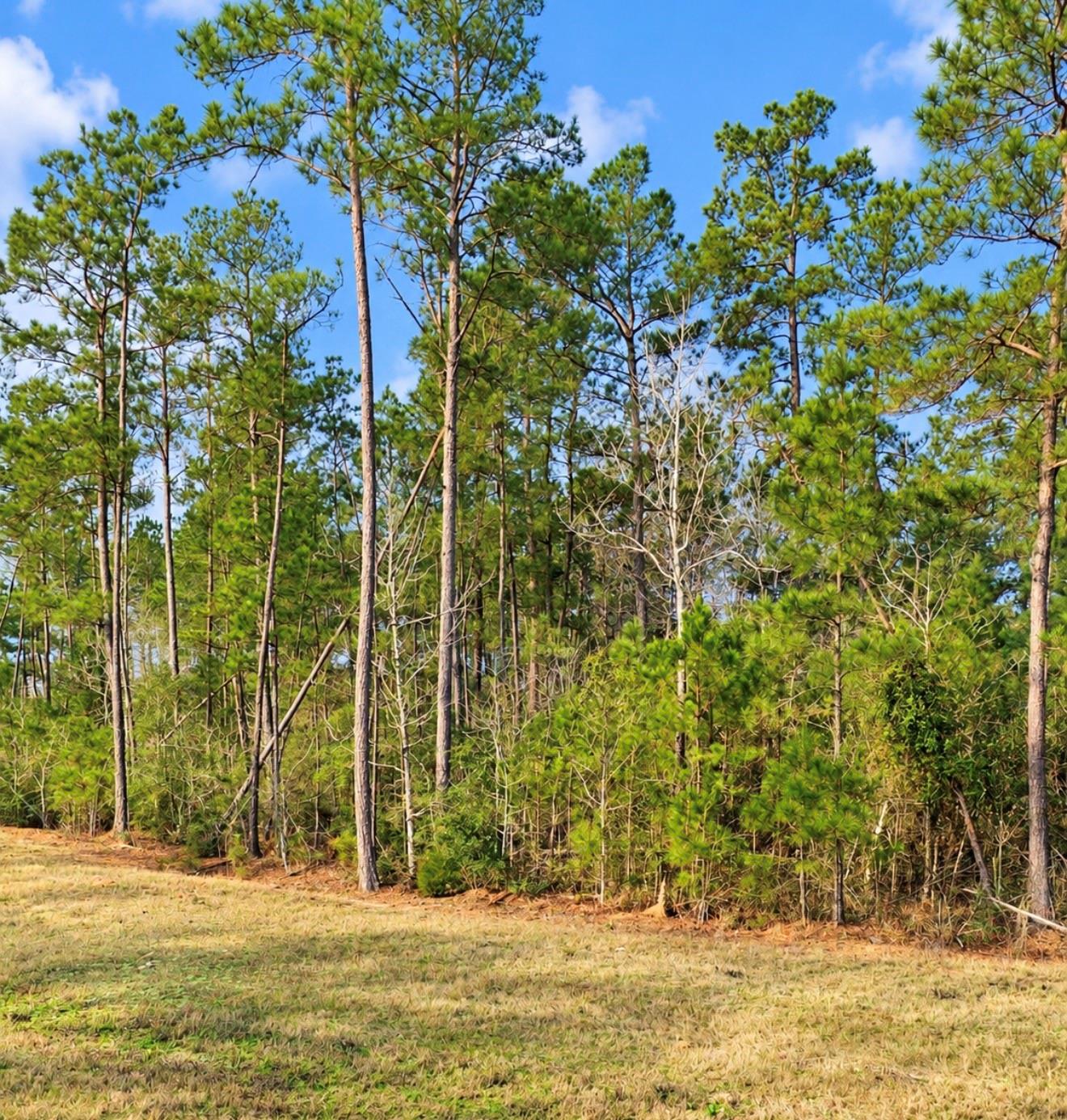 10529 Link Tree Lane