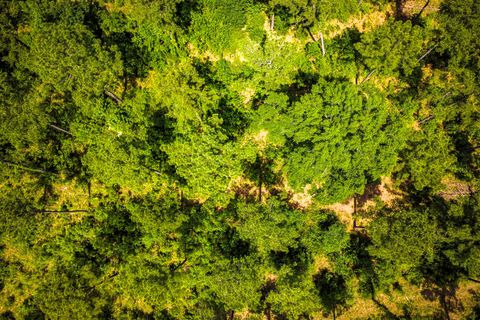 Tiny photo for TBA Red Lowe Road, Livingston, TX 77351 (MLS # 96047162)