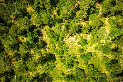 Tiny photo for TBA Red Lowe Road, Livingston, TX 77351 (MLS # 96047162)