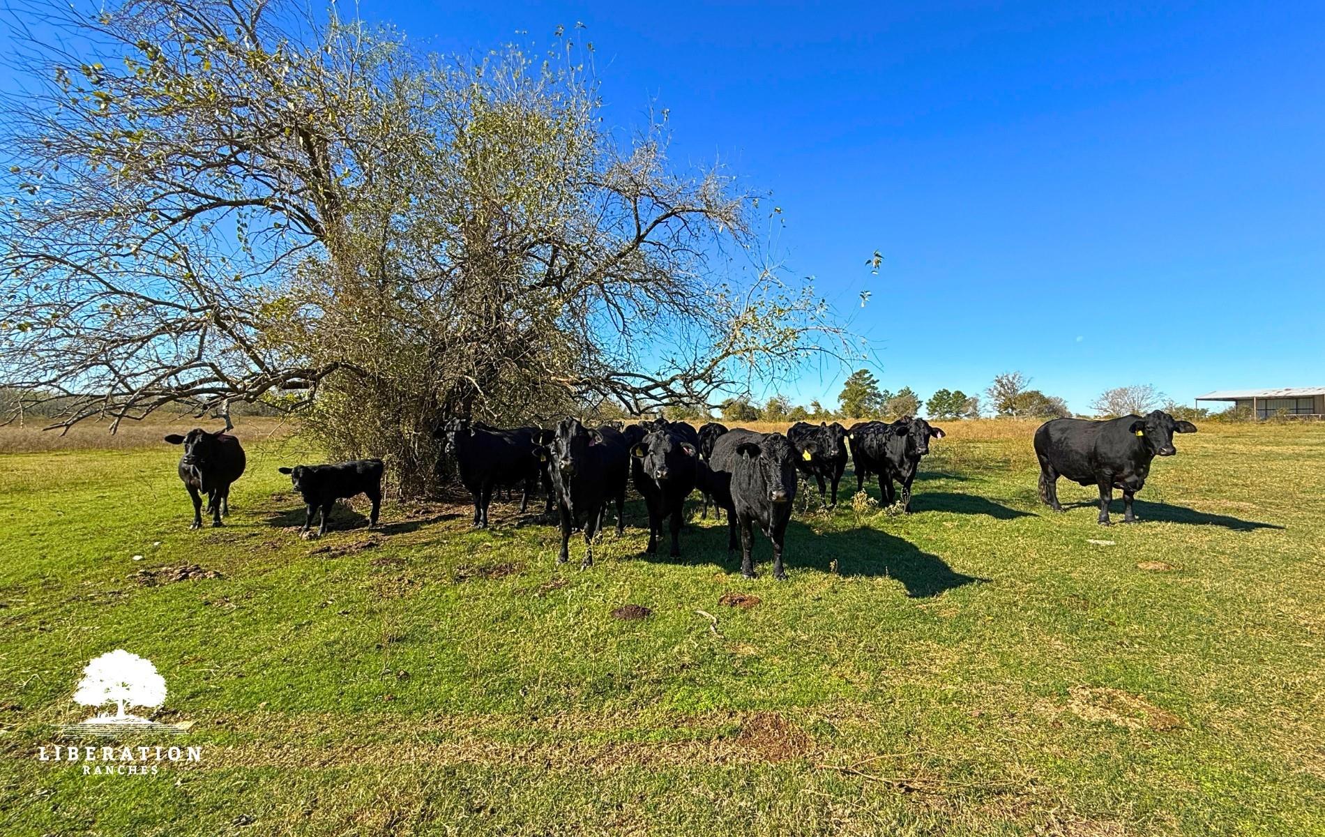 13316-005 Farm To Market Rd 2620