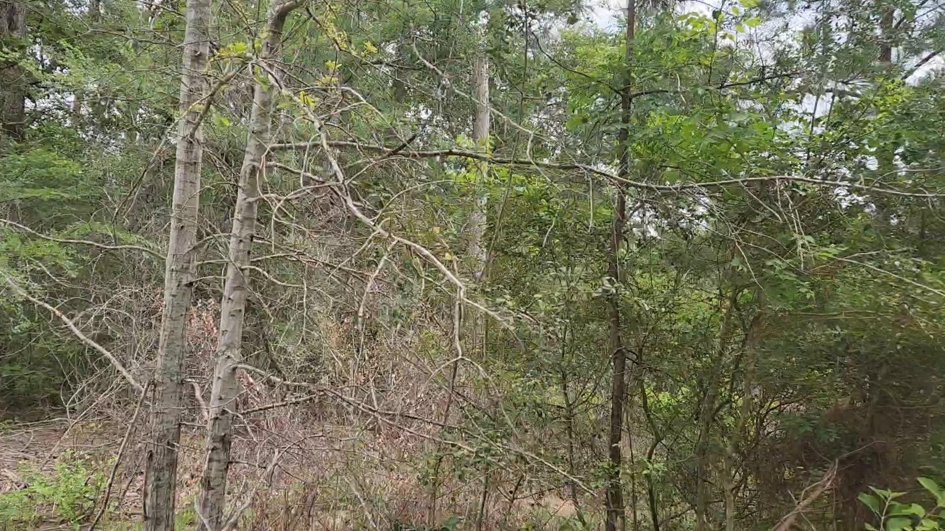 Lot 10 B53 Sweetleaf Lane