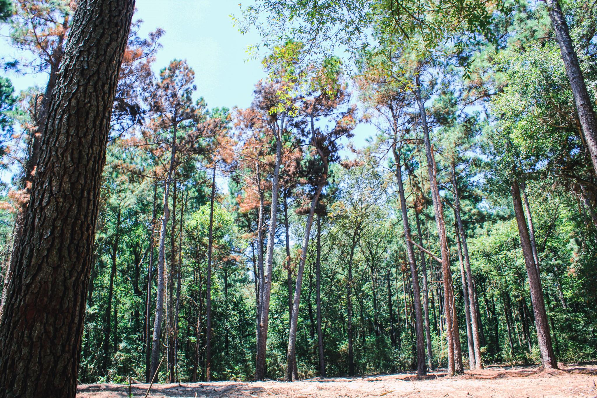 66 AC Tanyard Church Lane