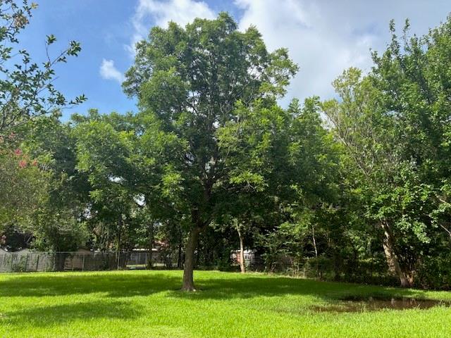 Beautiful Mature Pecan Tree.