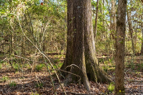 Photo of 0 Hubert Cemetery Rd, Livingston, TX 77351 (MLS # 51513523)