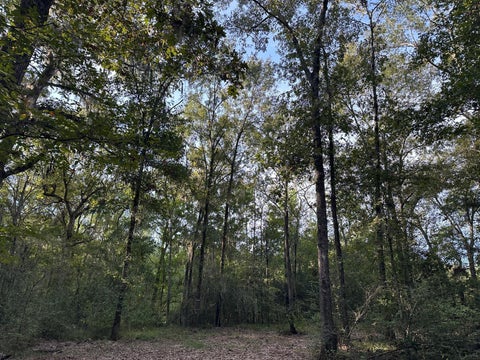 Photo of 0 Buck Creek Drive, Shepherd, TX 77371 (MLS # 96088198)