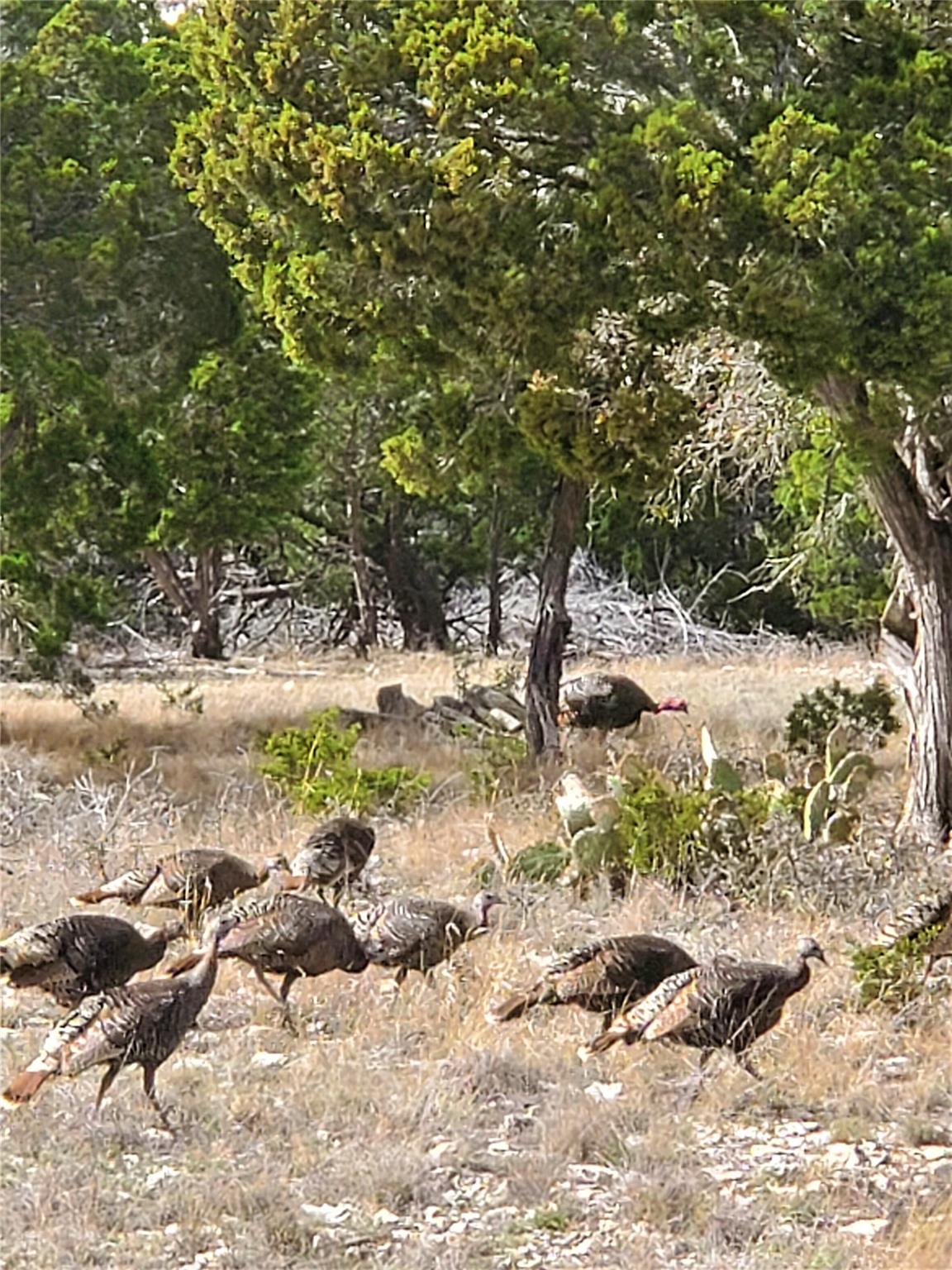 989 Cedar Ridge Road