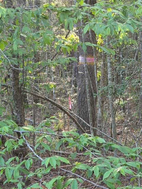 Vacant Land For Sale - TBD PACEL# 130757 Hwy 190<br/> San Jacinto County, Point Blank, TX 77364