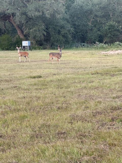 Photo of 7121 County Road 125, Hallettsville, TX 77964 (MLS # 84133971)