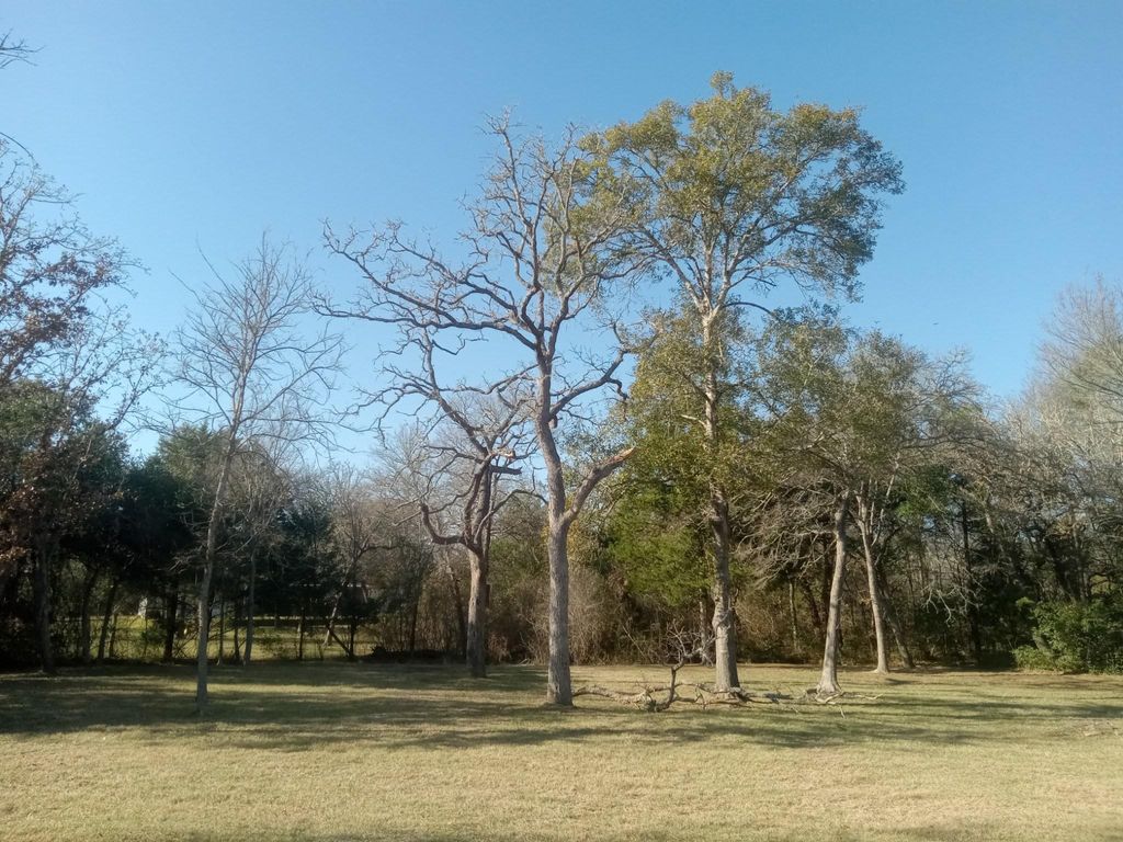 Photo of 1425 Big Berry Road, Somerville, TX 77879 (MLS # 18553436)