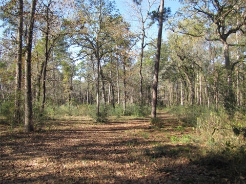 Photo of 32602 Dogwood Trail, Magnolia, TX 77355 (MLS # 71733771)