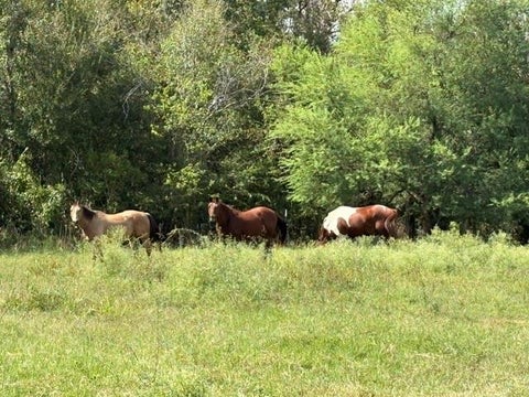 Photo of TBD Donigan Road, Brookshire, TX 77423 (MLS # 53721802)