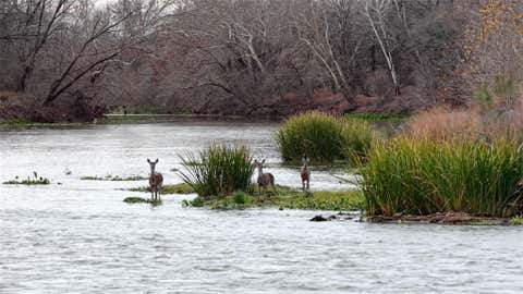 Vacant Land For Sale - 256 Greasy Bend<br/> Smithville, TX 78957