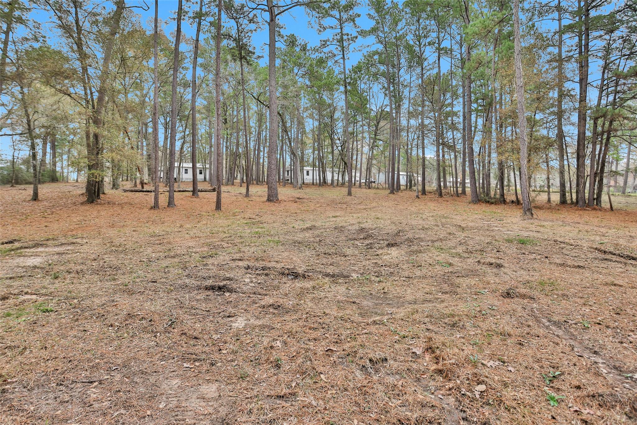 Split A Tall Pine Road