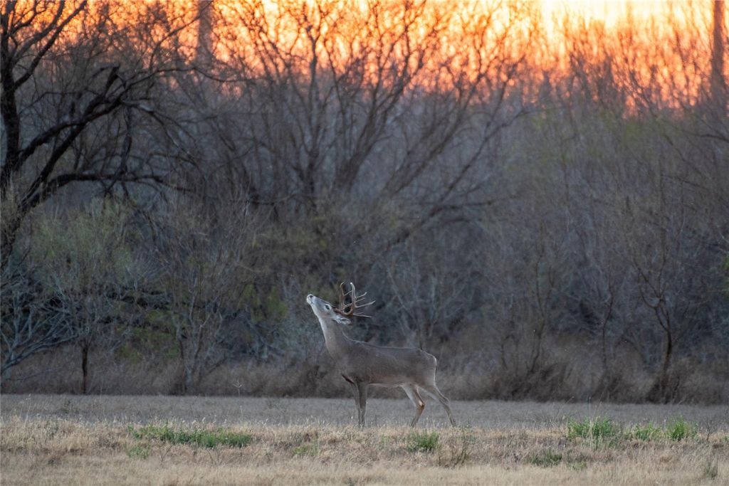 Photo of 0 Las Brisas Rd, Rio Grande City, TX 78582 (MLS # 12829433)