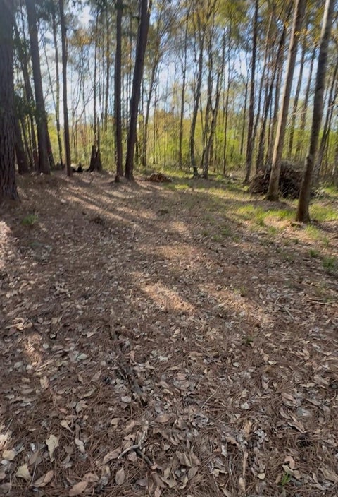 Photo of 0 Musgrove Muscat, Shepherd, TX 77371 (MLS # 42804102)
