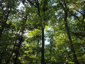 TIMBER RDG, LARUE, TX 75770 - Image fc9121addef8d04e89d2d3fa02837e11/2757425894