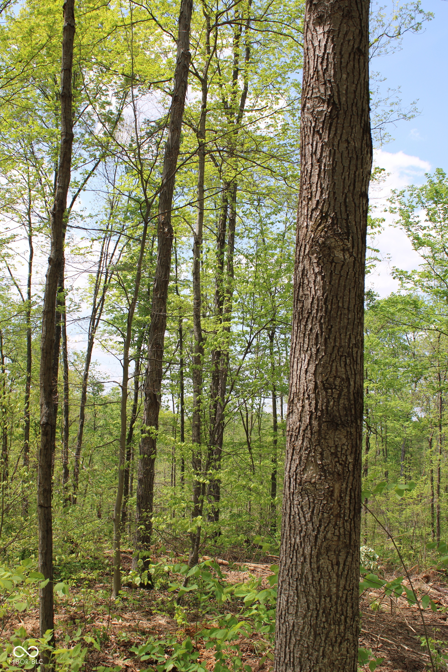 Tract 4: 0 N County Road 555 E