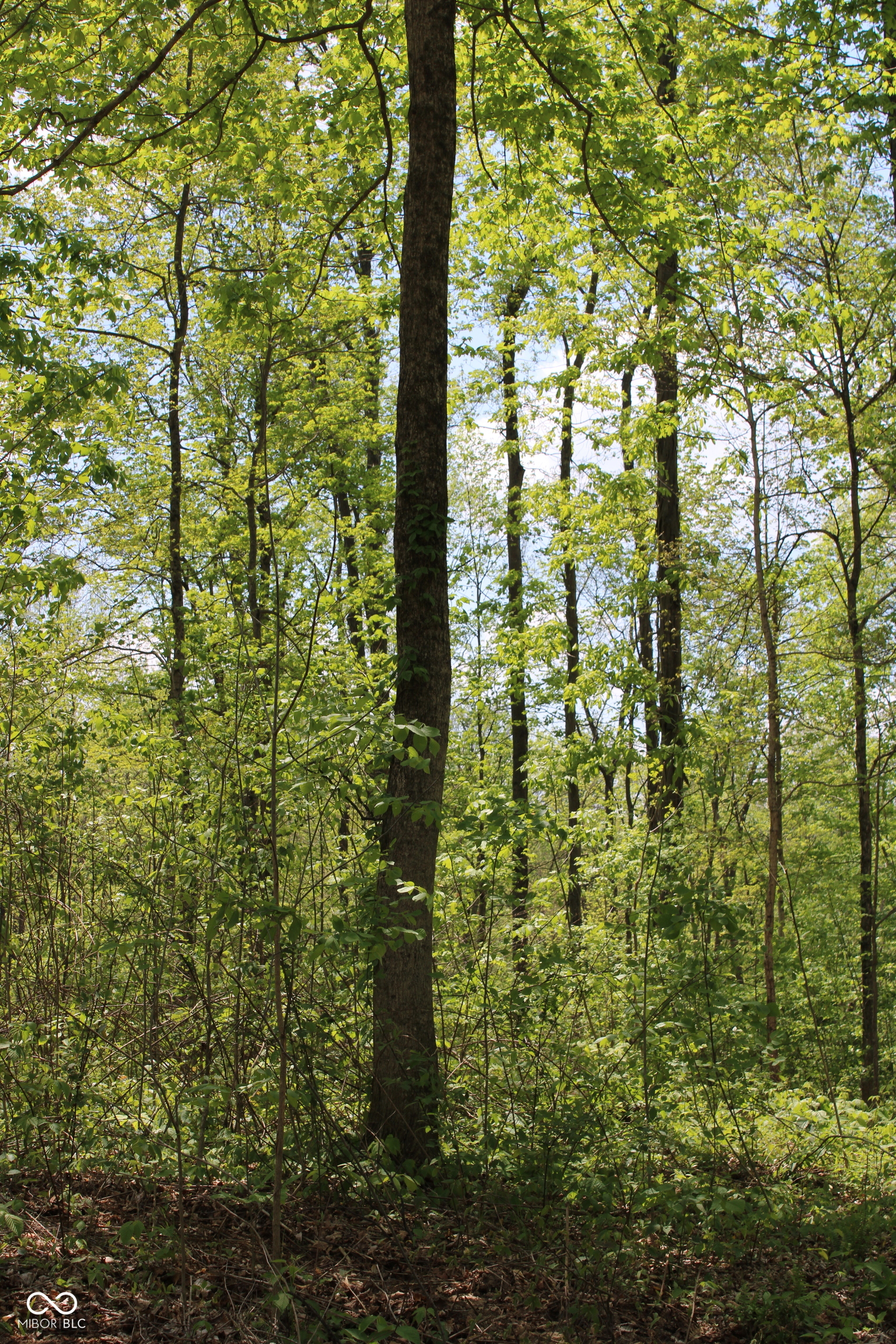 Tract 4: 0 N County Road 555 E