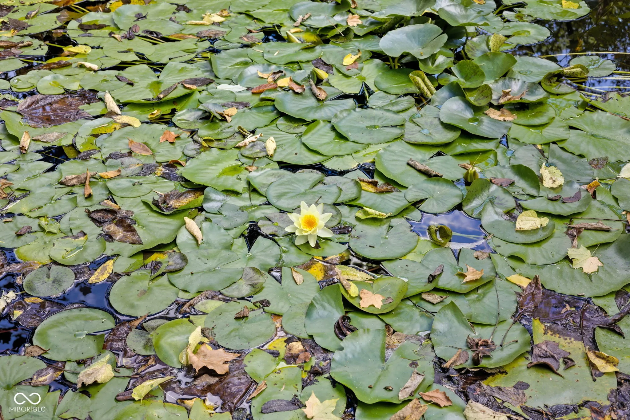 Brownsburg, Indiana 46112, United States, 4 Bedrooms Bedrooms, ,4 BathroomsBathrooms,Residential,Active,227121