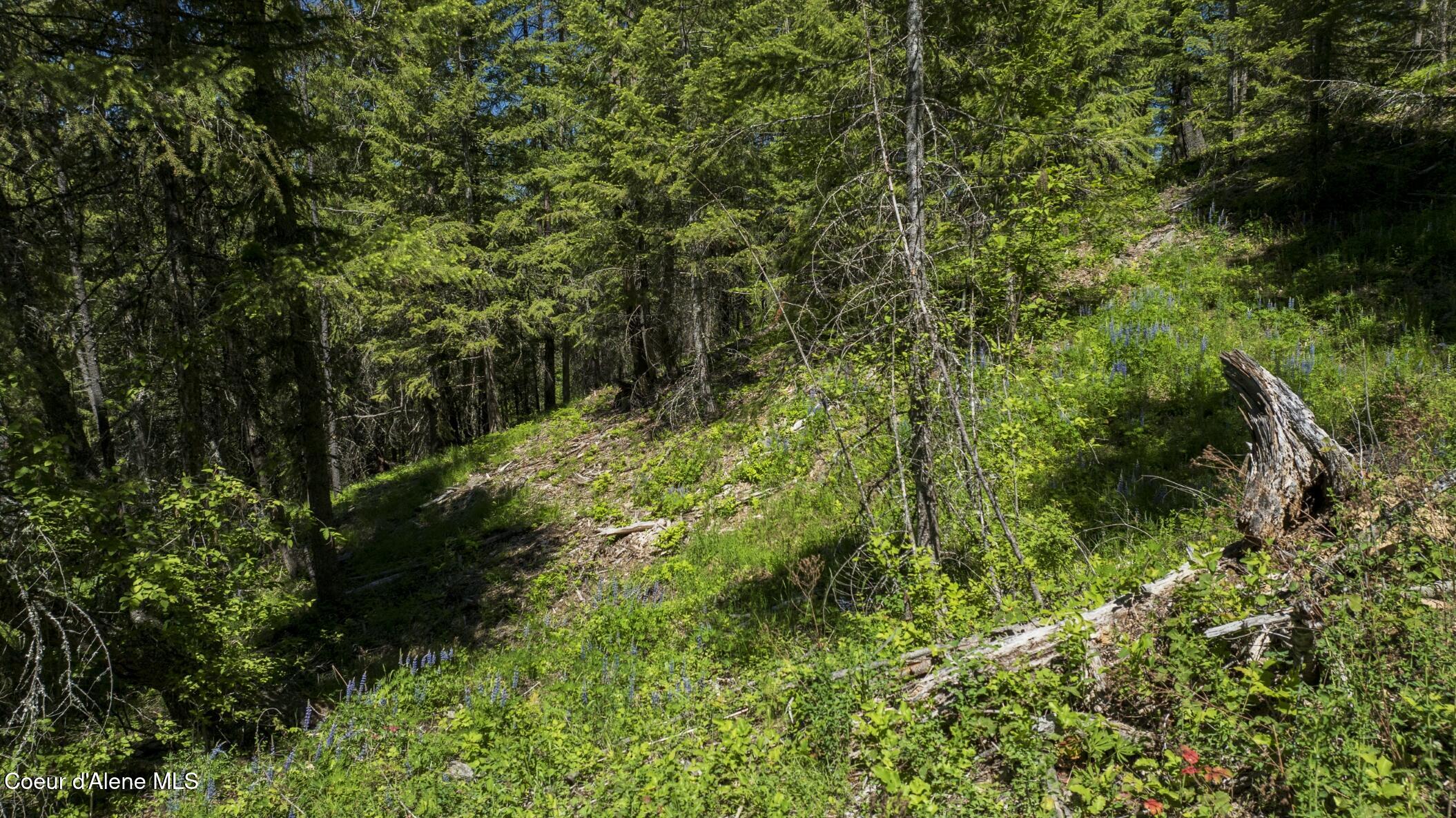TBD Kreiger Creek Rd Lot 1, Careywood, Alaska image 6