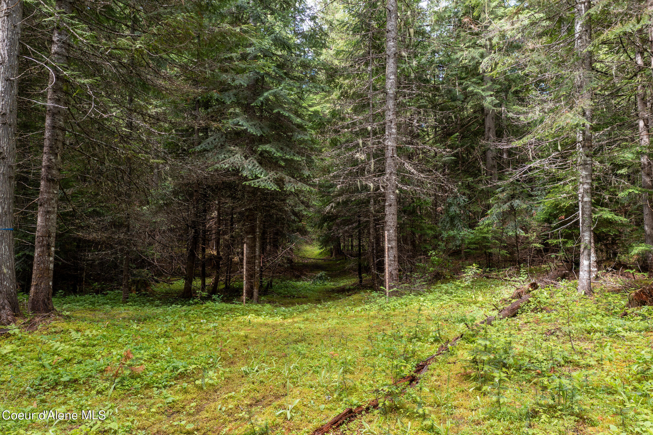 NNA Beaver Creek Rd, Wallace, Idaho image 26