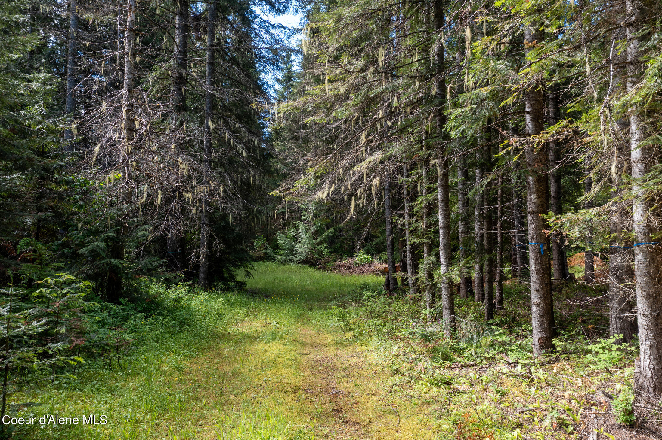 NNA Beaver Creek Rd, Wallace, Idaho image 16