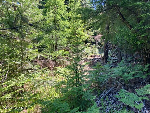 NNA Toad Road  ( 5acres), Priest River, Idaho image 2