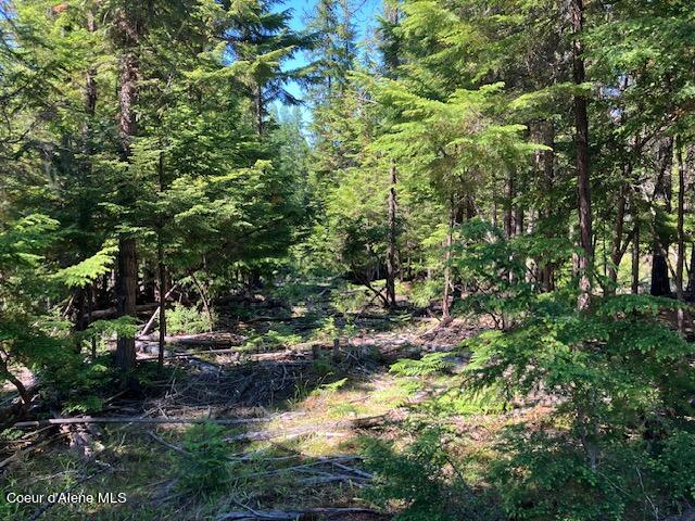 NNA Toad Road  ( 5acres), Priest River, Idaho image 10