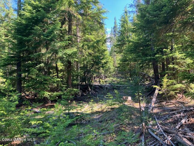 NNA Toad Road  ( 5acres), Priest River, Idaho image 15