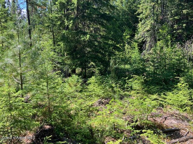 NNA Toad Road  ( 5acres), Priest River, Idaho image 19