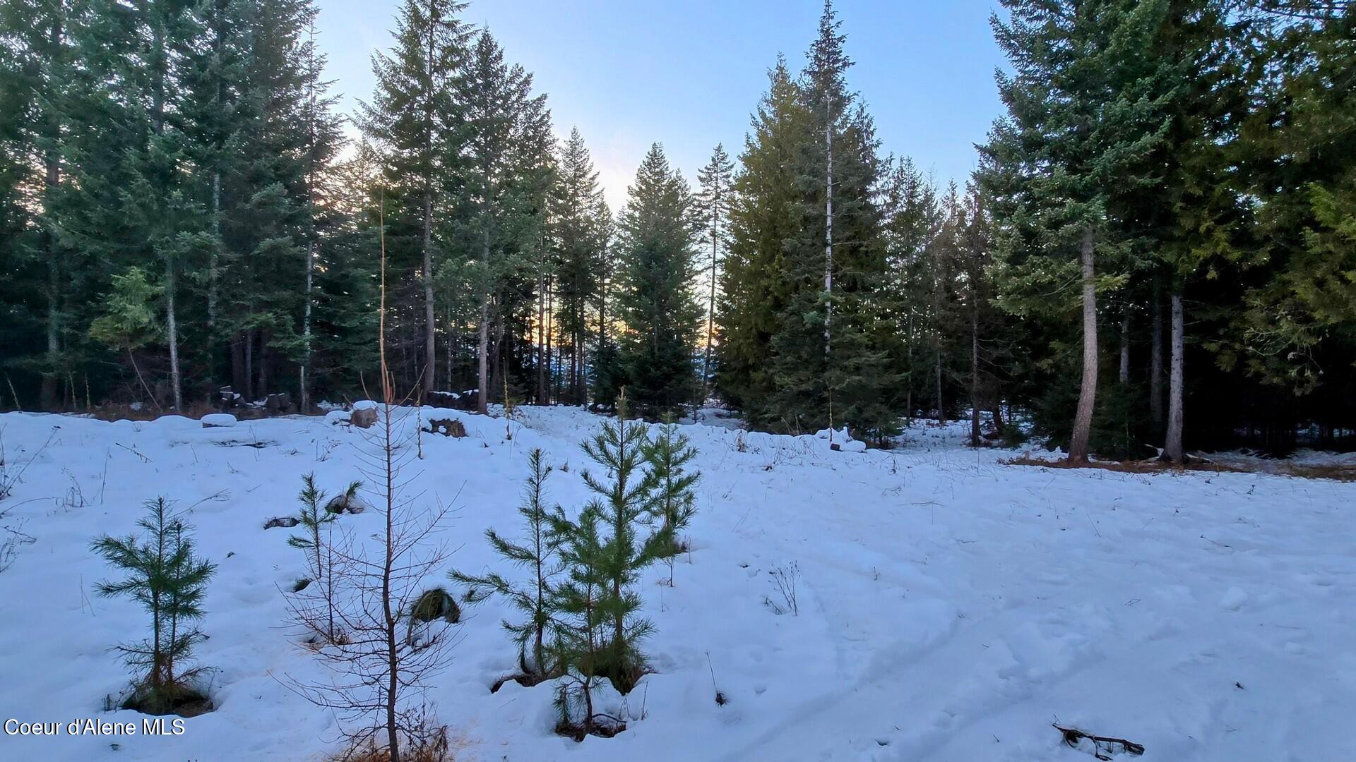 NNA Rugosa, Bonners Ferry, Idaho image 2