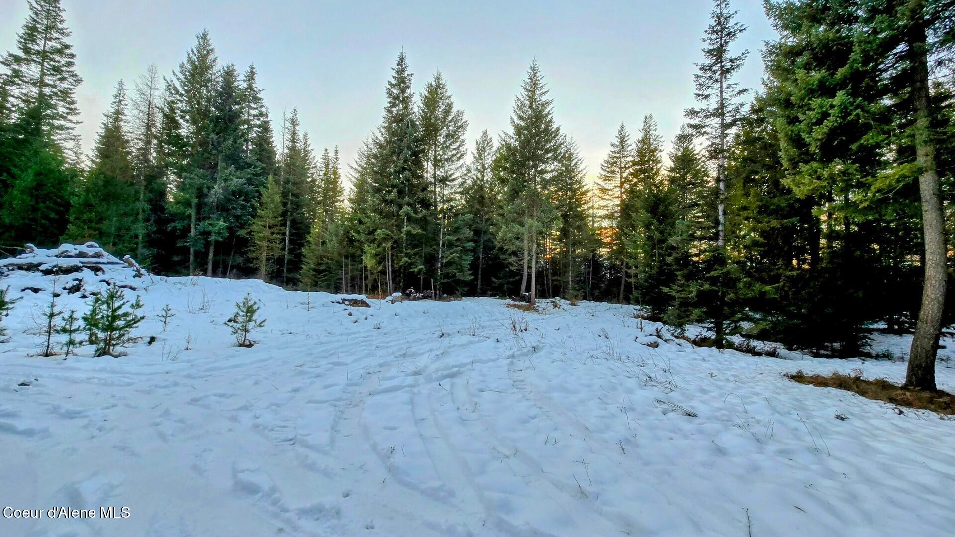 NNA Rugosa, Bonners Ferry, Idaho image 5