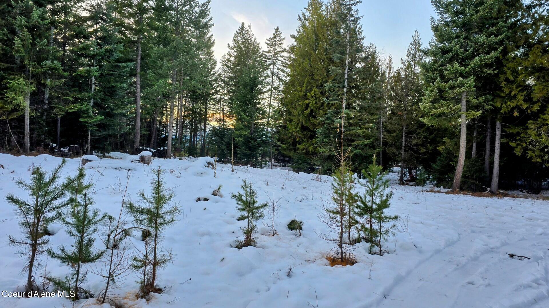 NNA Rugosa, Bonners Ferry, Idaho image 7