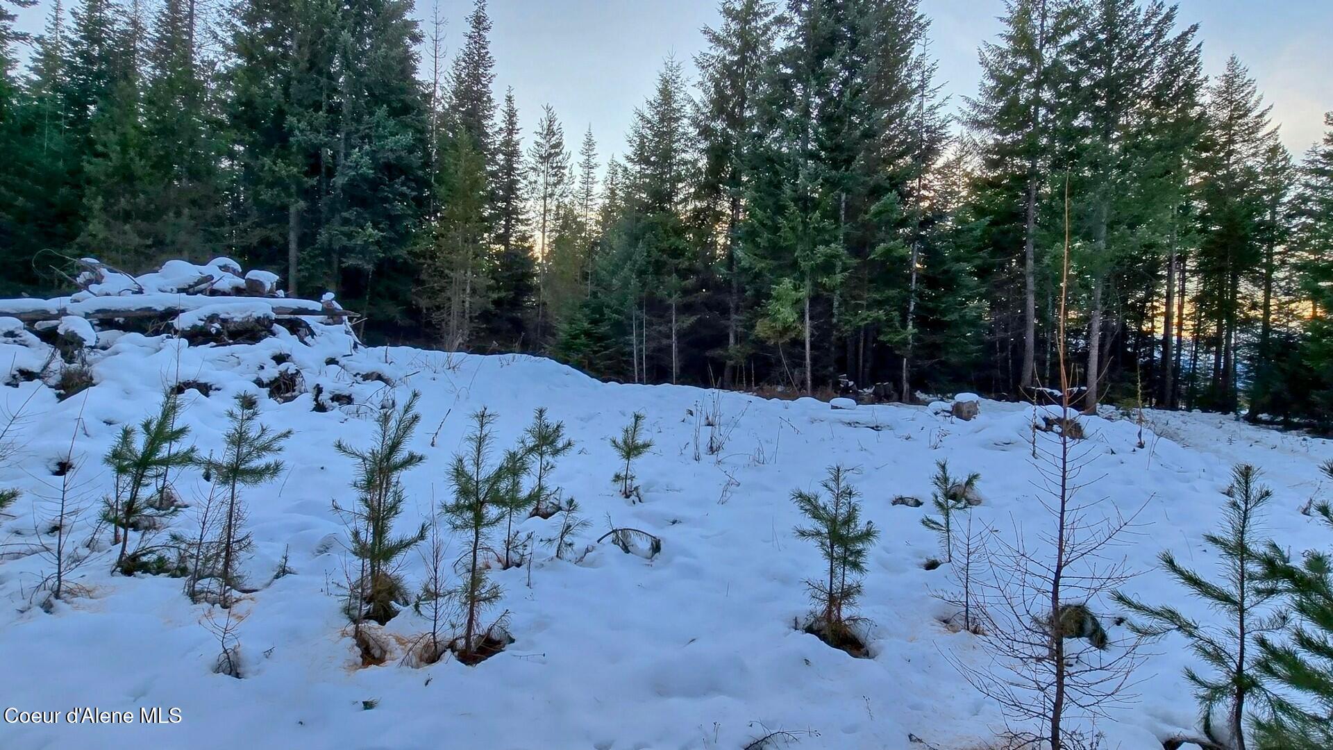 NNA Rugosa, Bonners Ferry, Idaho image 3