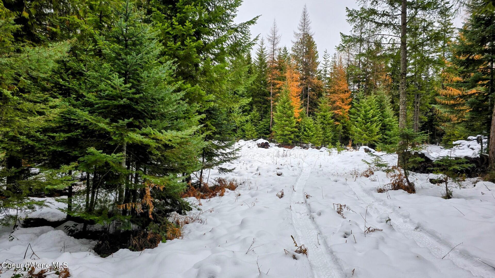 NNA Rugosa, Bonners Ferry, Idaho image 8