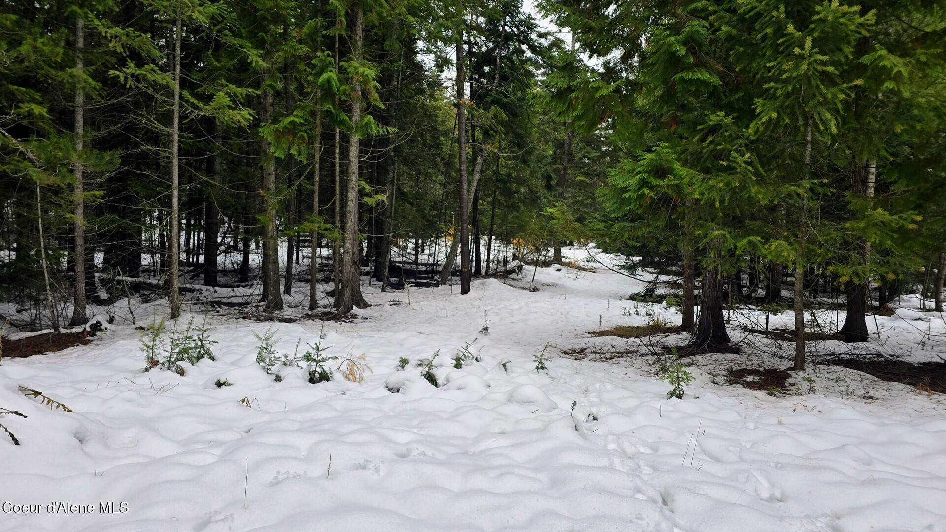 NNA Rugosa, Bonners Ferry, Idaho image 13