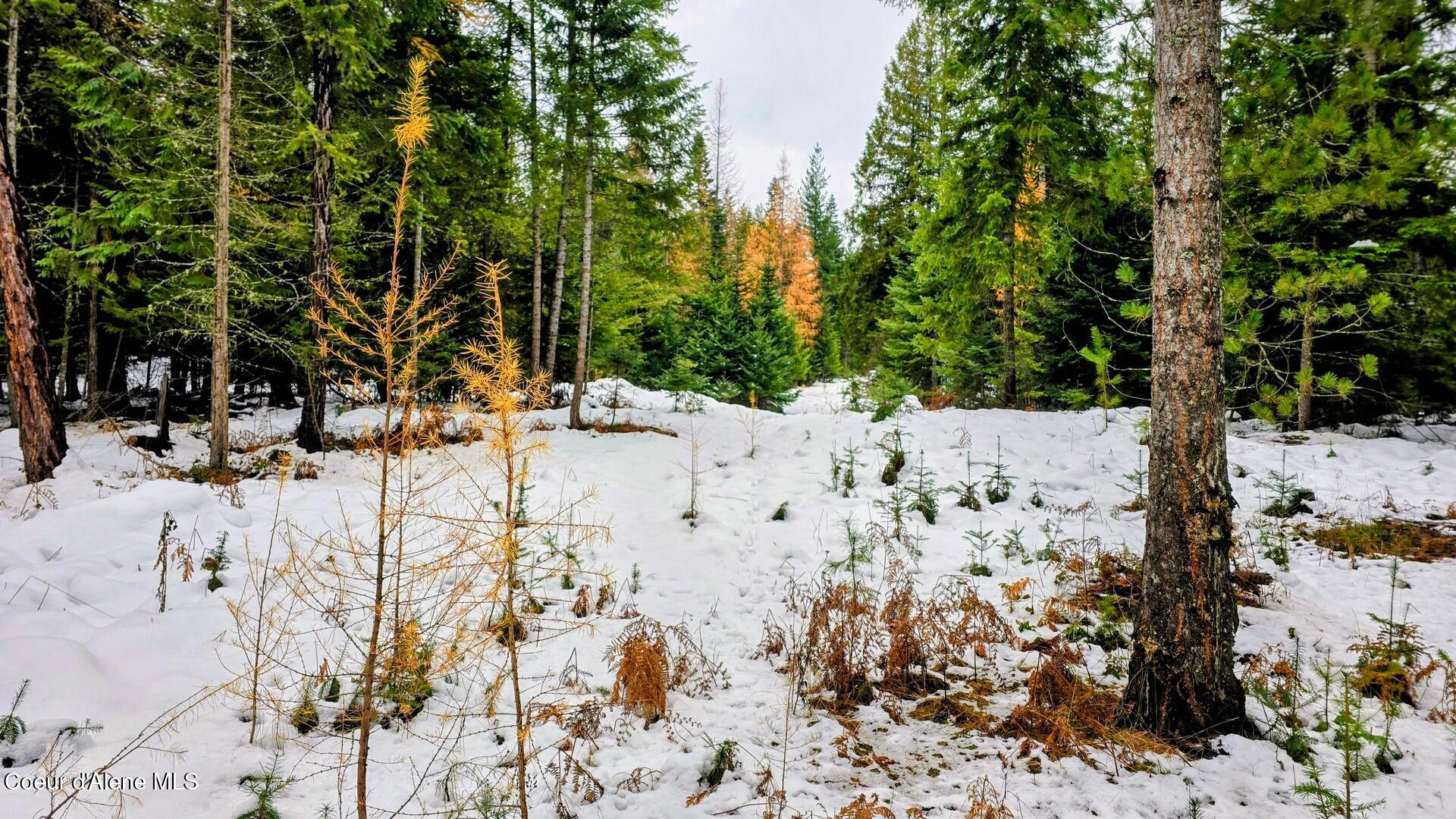 NNA Rugosa, Bonners Ferry, Idaho image 14