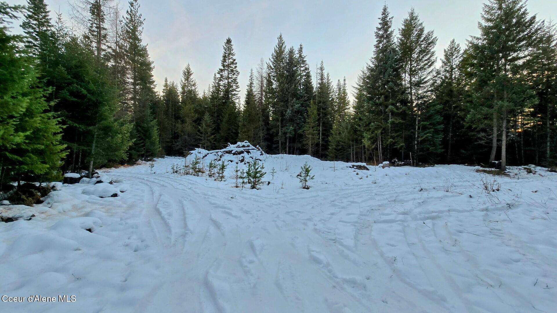 NNA Rugosa, Bonners Ferry, Idaho image 6