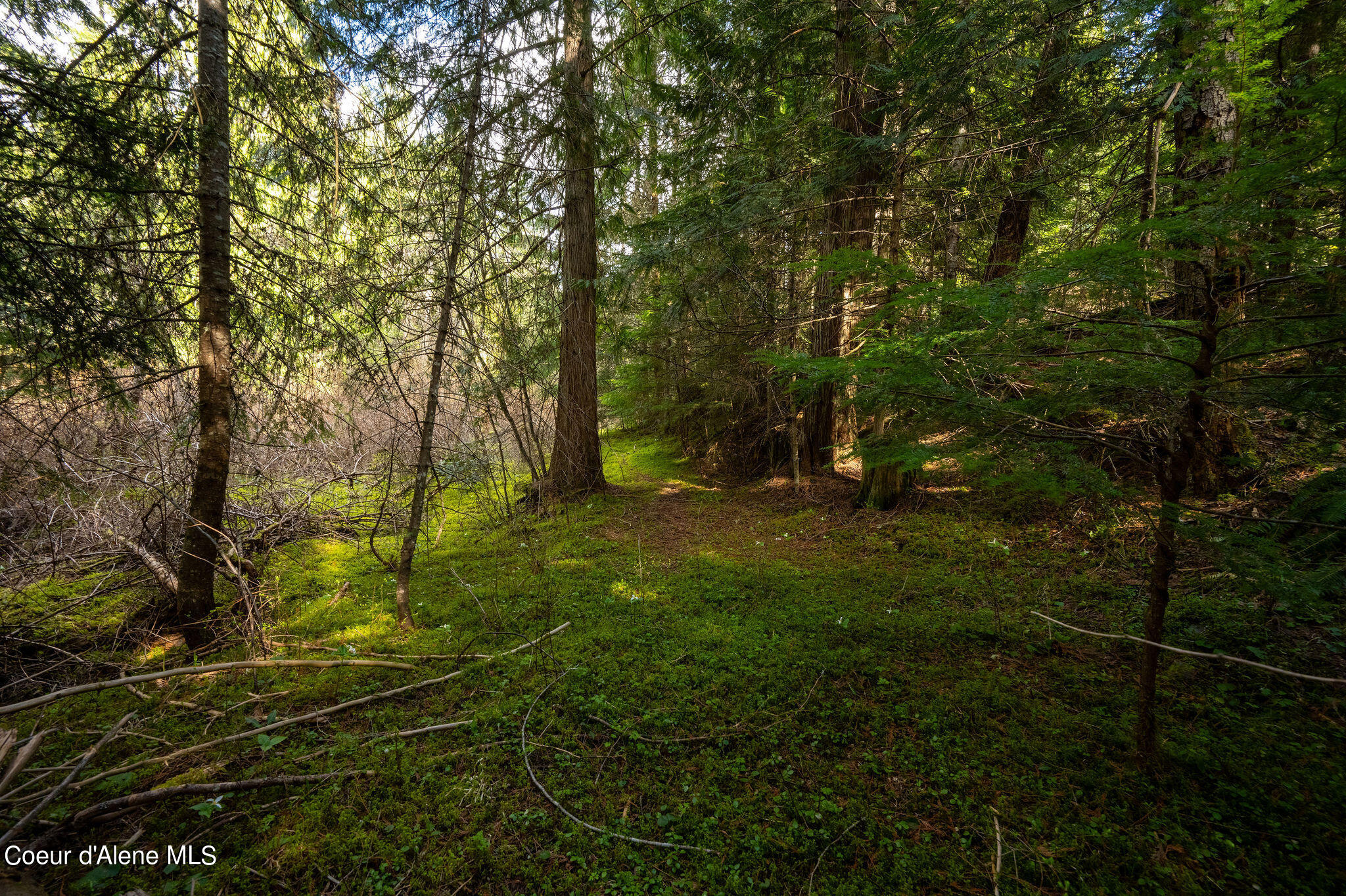 NKA Evans Creek, Medimont, Idaho image 14