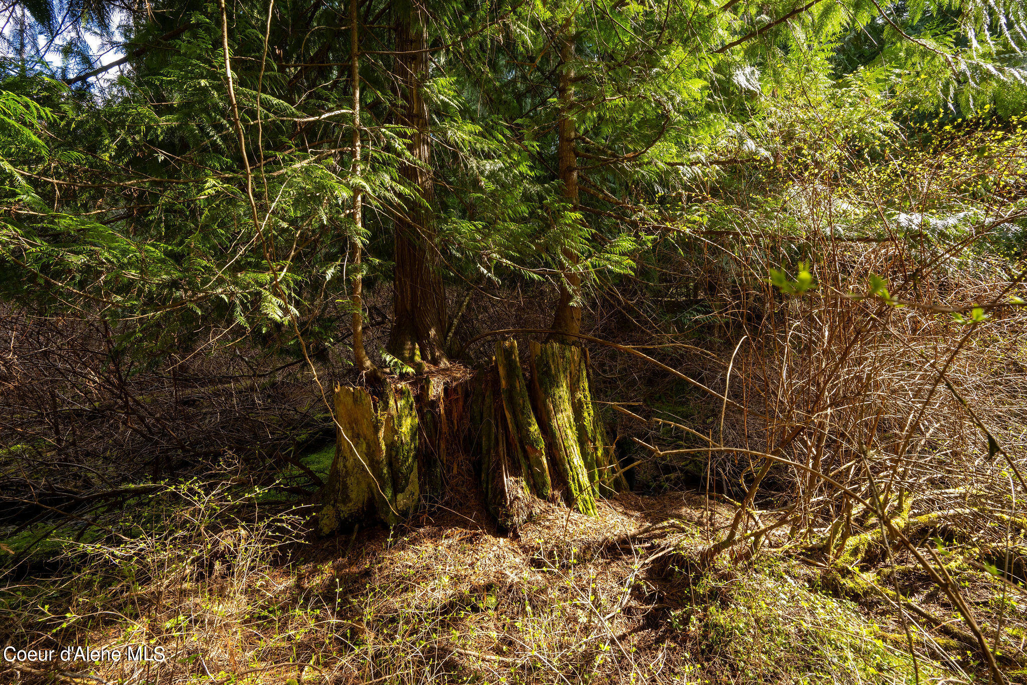 NKA Evans Creek, Medimont, Idaho image 19